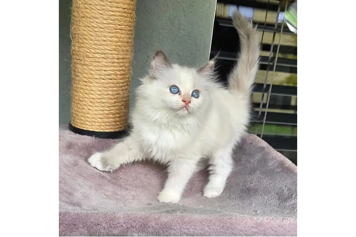 $250 : BELLEJOY RAGDOLL KITTENS image 2
