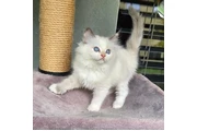 $250 : BELLEJOY RAGDOLL KITTENS thumbnail