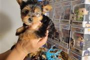 $1300 : Yorkies thumbnail