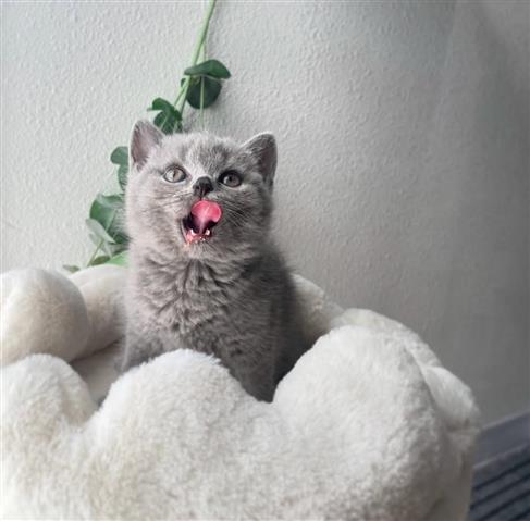 $400 : GCCF British Shorthair image 1