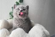 GCCF British Shorthair en Los Angeles