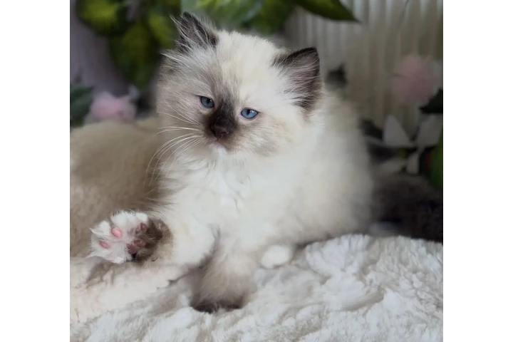 $260 : Purebred  Ragdoll For Sale image 1