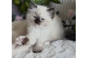 Purebred  Ragdoll For Sale en Elizabethtown