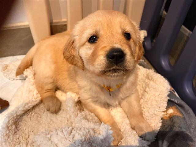 $500 : Golden Retriever puppy for sal image 3