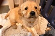 $500 : Golden Retriever puppy for sal thumbnail