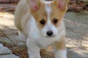$550 : Welsh Corgi Pups for sale thumbnail