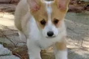 Welsh Corgi Pups for sale
