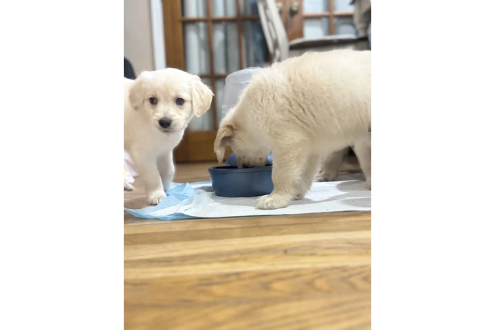 $1000 : Golden puppies image 9