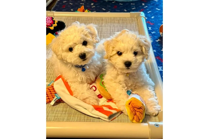 $600 : Perritos maltipoos listos image 1