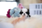 Shih Tzu taza de té en Fort Lauderdale