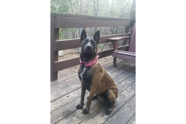 Belgian Malinois image 4