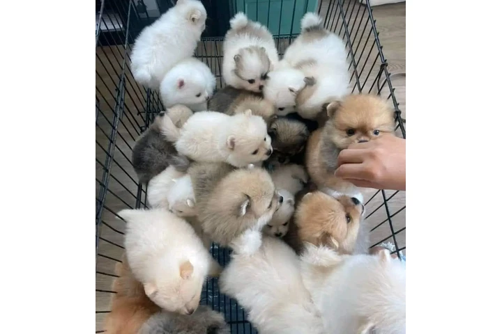 $350 : Pomerania taza de té image 2