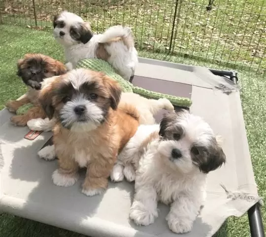 $400 : Venta de cachorros maltipoo image 1