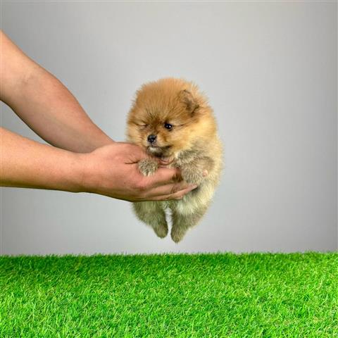 $510 : Male & female Pomeranian puppi image 1