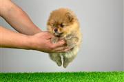 $510 : Male & female Pomeranian puppi thumbnail