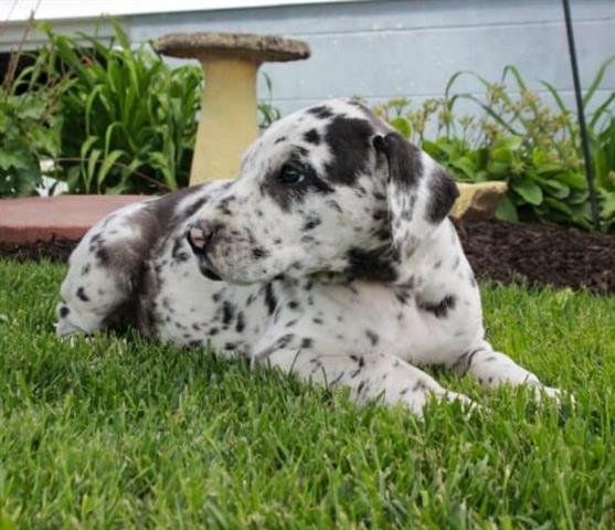 $500 : Wonderful rescue dog: Dalmatio image 3
