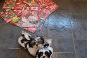 $500 : Nice Shih Tzu puppies availabl thumbnail