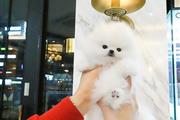 $600 : Adorables cachorros Pom thumbnail