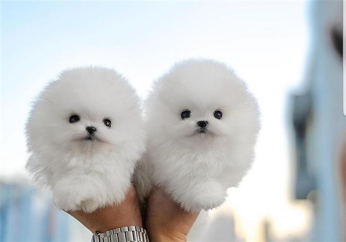 $300 : Pomeranian teacup puppies image 1
