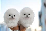 Pomeranian teacup puppies en New York