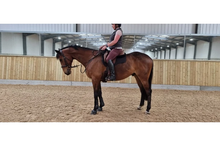 $3300 : Max (Thoroughbred  FOR SALE image 3