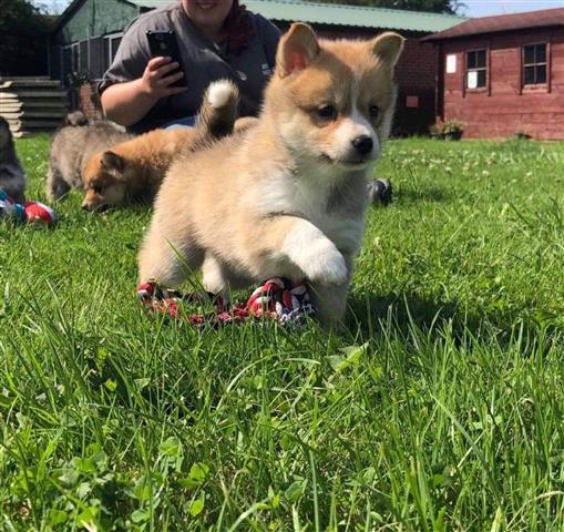 $250 : Cachorros Pomsky disponibles image 1