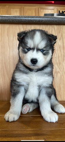 $400 : Siberian Husky Puppies image 2