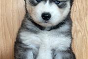 $400 : Siberian Husky Puppies thumbnail