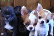 Chihuahua puppies for sale