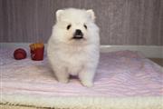 $400 : DOS POMERANIA HEMBRAS thumbnail