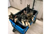 Cachorros de pastor alemán