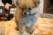 $350 : Cachorrito Pomerania thumbnail