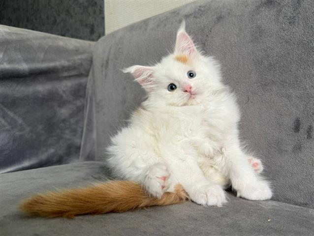 $600 : maincoon hembra blanca y atigr image 1