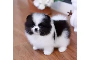 $400 : Pomeranian puppies thumbnail
