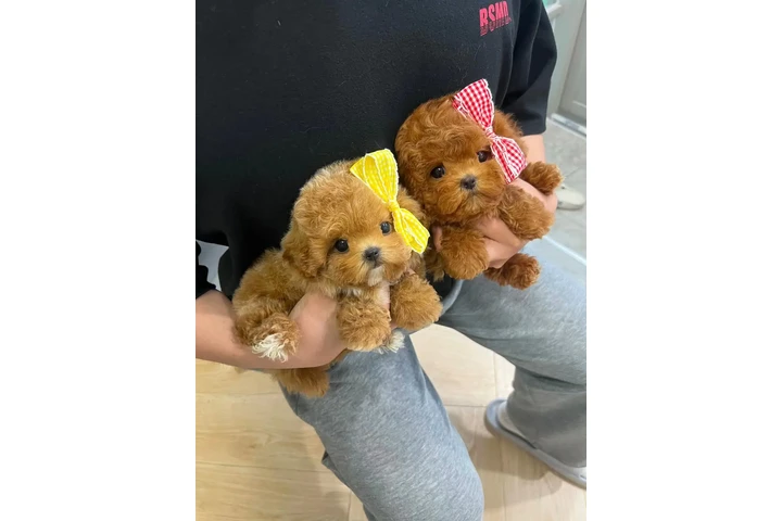 $400 : TOY POODLE PUPPIES image 2