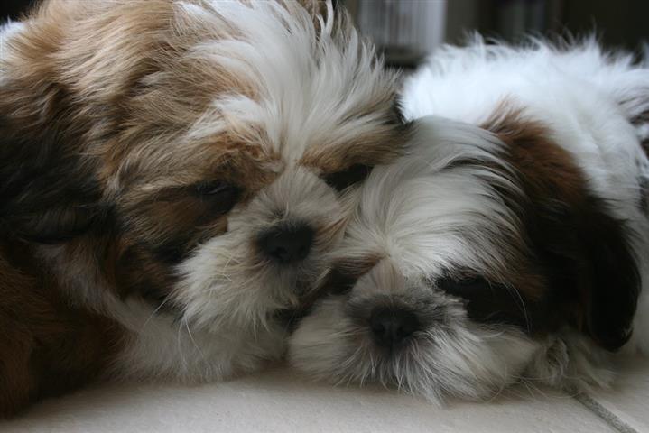$450 : Shih Tzu Puppies for Re-homing image 3