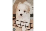 $300 : Yorkiepoo en adopción thumbnail