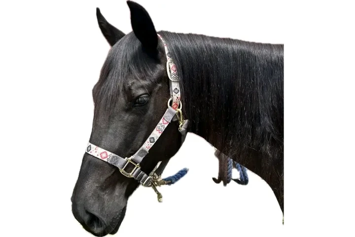 $1200 : Horse for sale image 2