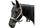 $1200 : Horse for sale thumbnail
