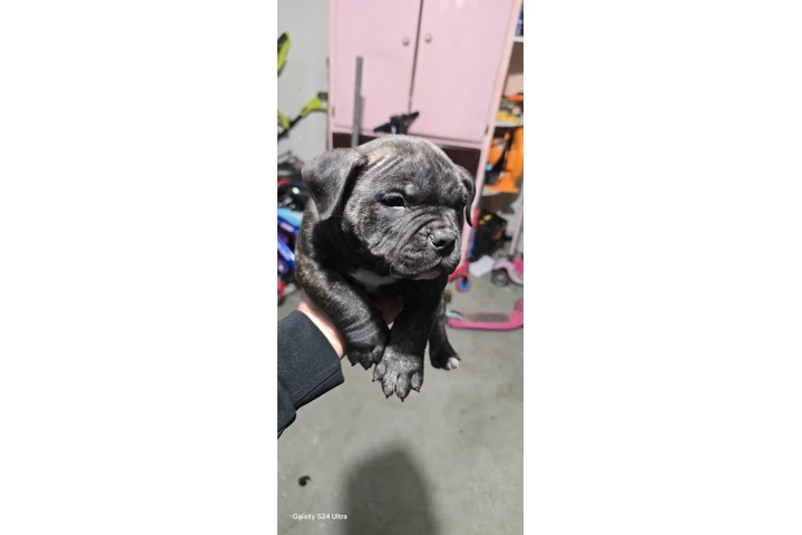 $2000 : Exotic American bullys image 6