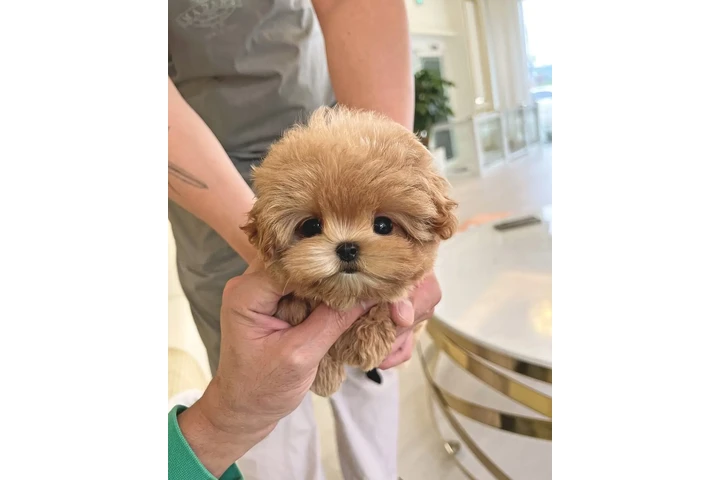 $350 : Cachorro maltipoo image 2