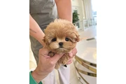 $350 : Cachorro maltipoo thumbnail