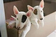 $700 : English BullTerrier puppies thumbnail
