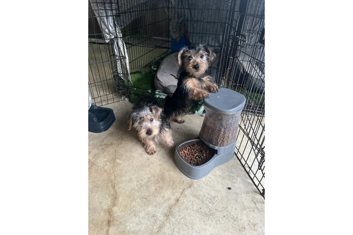 $400 : Yorkies image 5