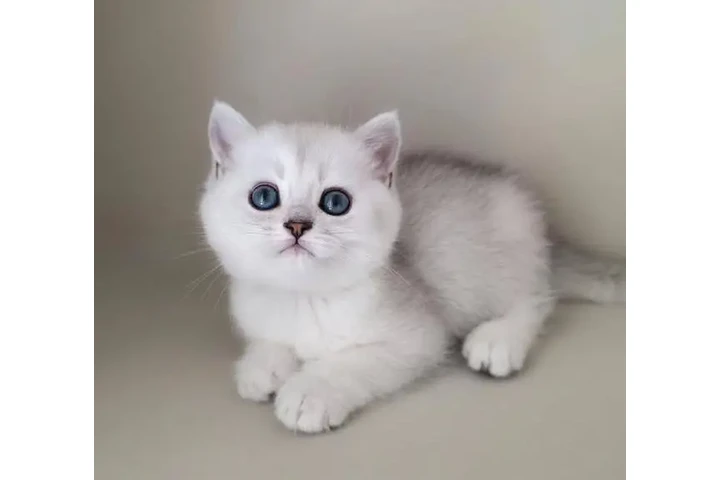 $300 : British shorthair for adoption image 2