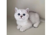 $300 : British shorthair for adoption thumbnail