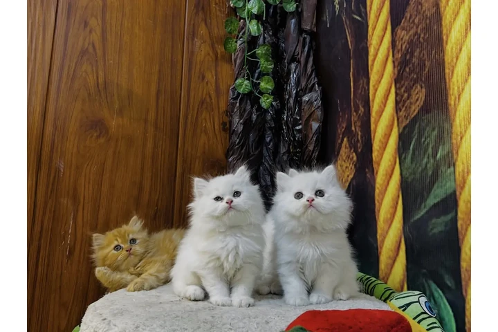 $310 : Persian kittens for sale image 2