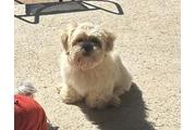 Shihtzu en Los Angeles