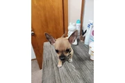 Se vende chihuahua en Cleveland