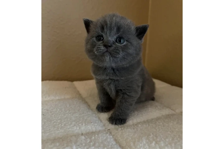 $300 : Británico de Pelo Corto en ven image 1